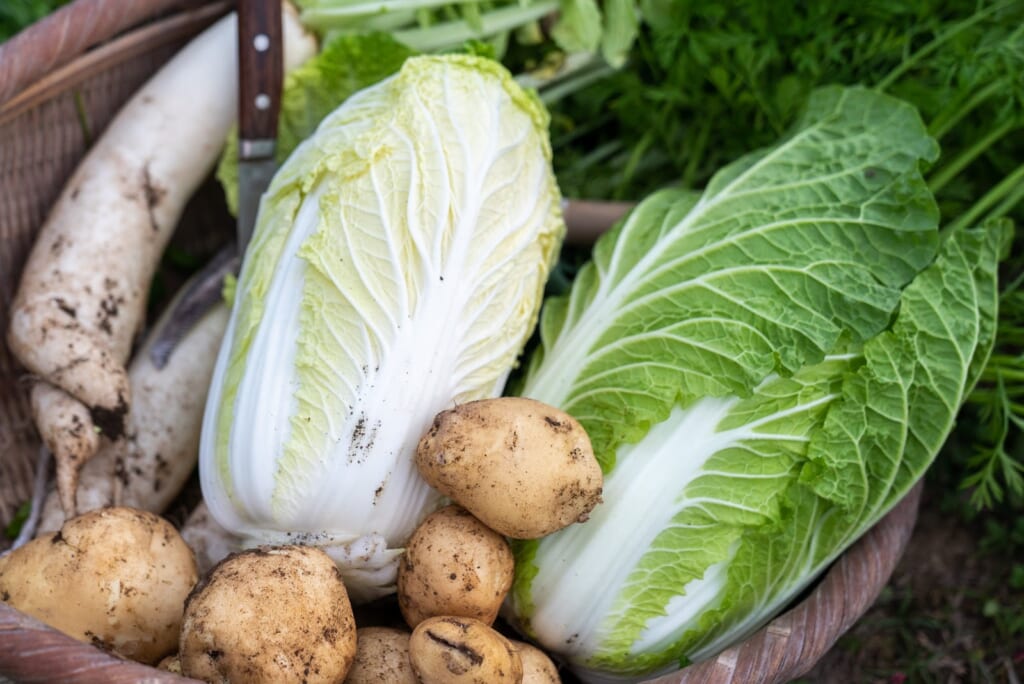 légumes récoltés pour le dîner lors d'un sjour à la ferme au japon