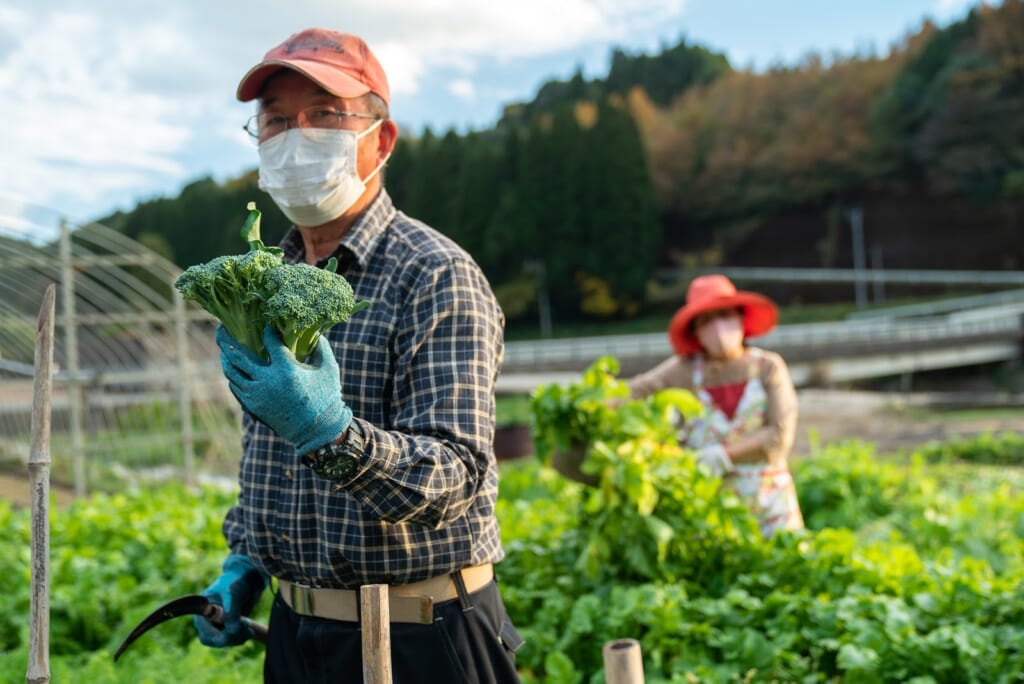 cueillette de légumes dans une ferme japonaise