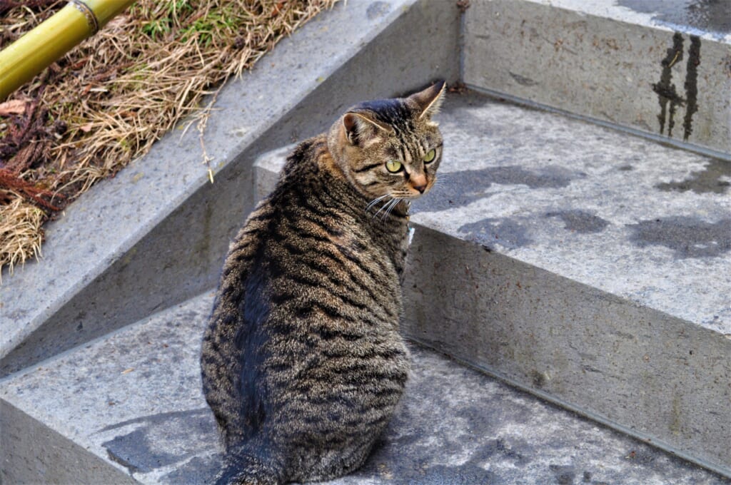 Les compagnons à 4 pattes font souvent d'excellents guides