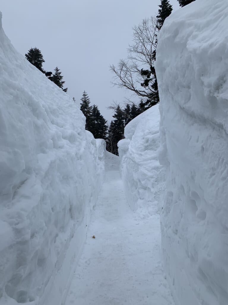chemin de randonnée entre des murs de neige