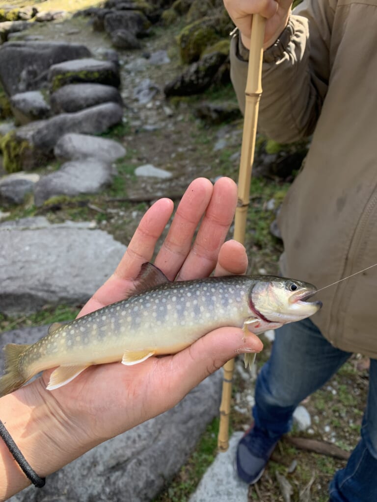 truite pêchée dans une ricière au Japon