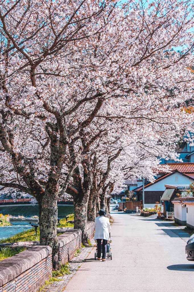 Femme âgée japonaise qui se promène sous les cerisiers en fleur