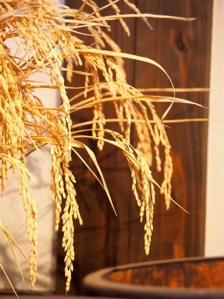 riz japonais utilisé dans la production de saké