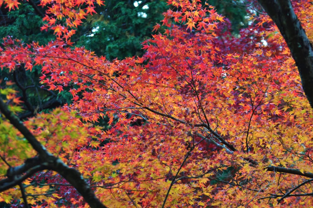 Avant l'hiver, les momijis se lancent dans un carnaval de couleurs