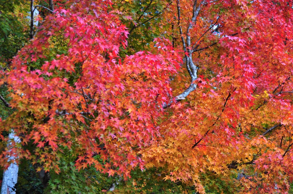 D'ordinaire verts, les momijis jaunissent et rougissent avant de tomber à l'arrivée de l'hiver