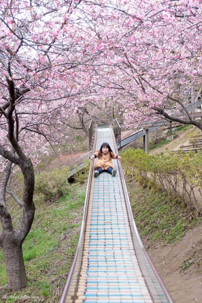 Toboggan sous les cerisiers en fleurs: de quoi retomber en enfance !