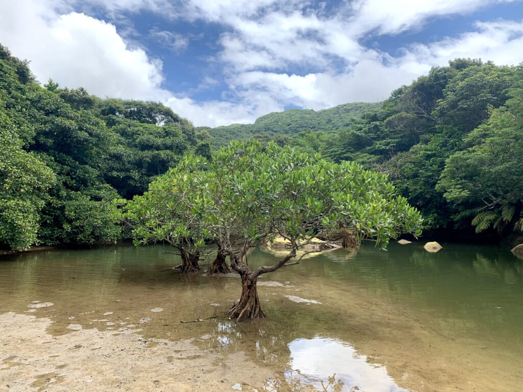 Mangrove à Iriomote, une île de l'archipel d'okinawa