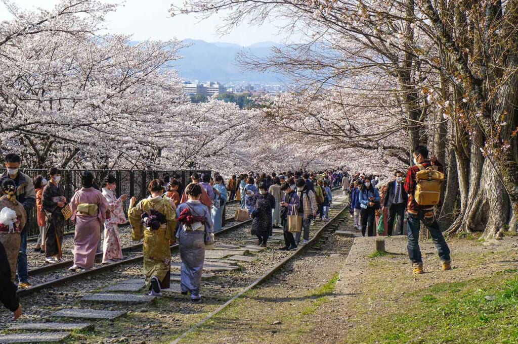 Keage incline à Kyoto pendant la floraison des cerisiers : une foule de personnes venus profiter du hanami