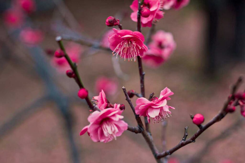 Les fleurs d'Ume fleurissent vers la fin de l'hiver