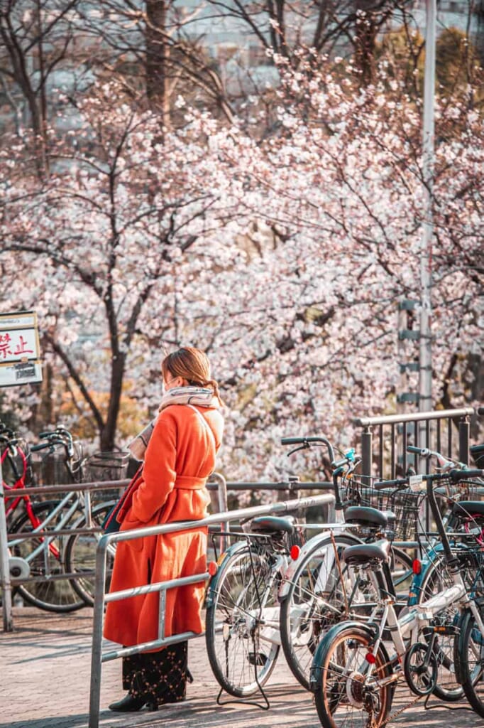 Au printemps, le parc du château d'Osaka se transforme en un océan de sakura
