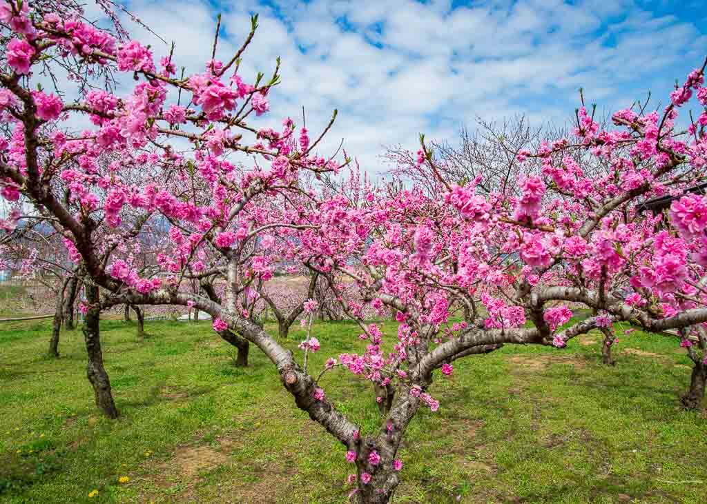 Le printemps au Japon : quelles sont les différences entre les fleurs de ume, momo et sakura