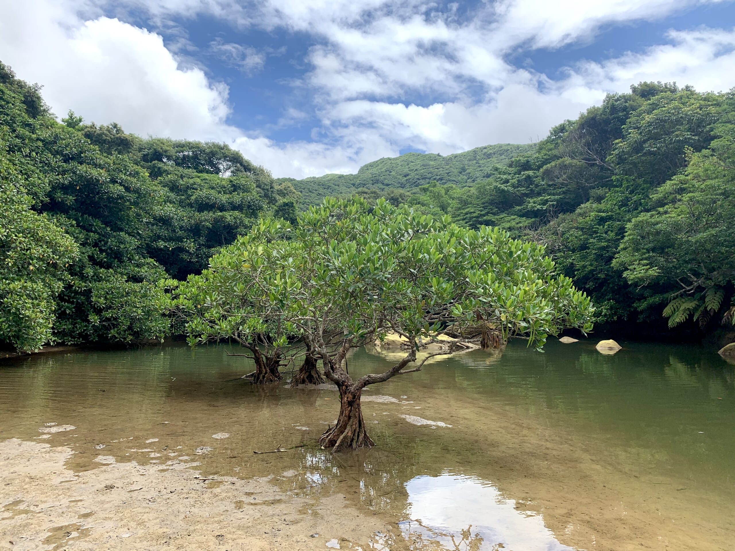 Excursion entre jungle et mangrove sur l’île d’Iriomote à Okinawa