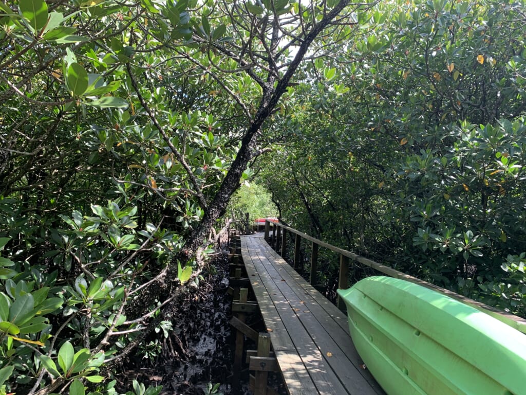 pontons en bois sur l'île d'Iriomote