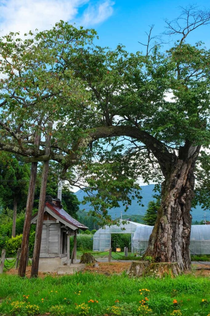 Cerisier centenaire et petit sanctuaire shinto dans la campagne japonaise