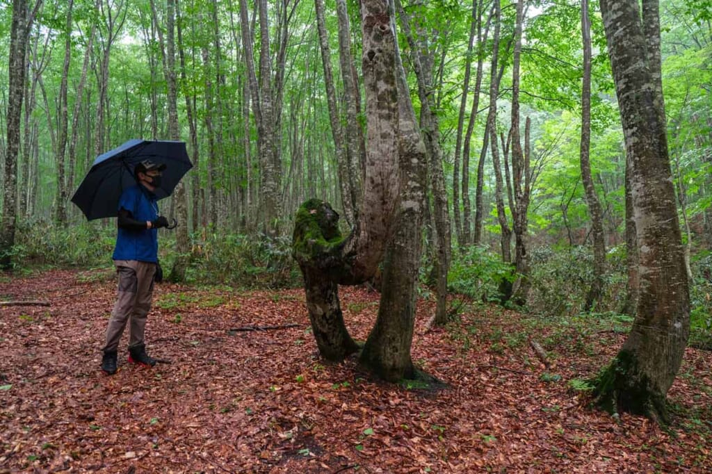 Guide dans une forêt de hêtres au Japon
