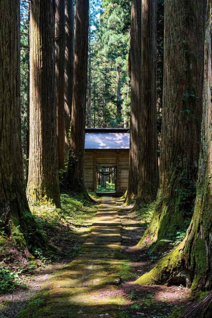 Cèdres centenaires bordant l'allée d'un sanctuaire au Japon