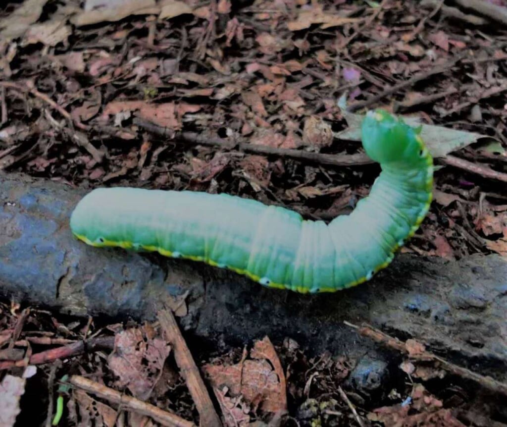 chenille multicolore verte et jaune