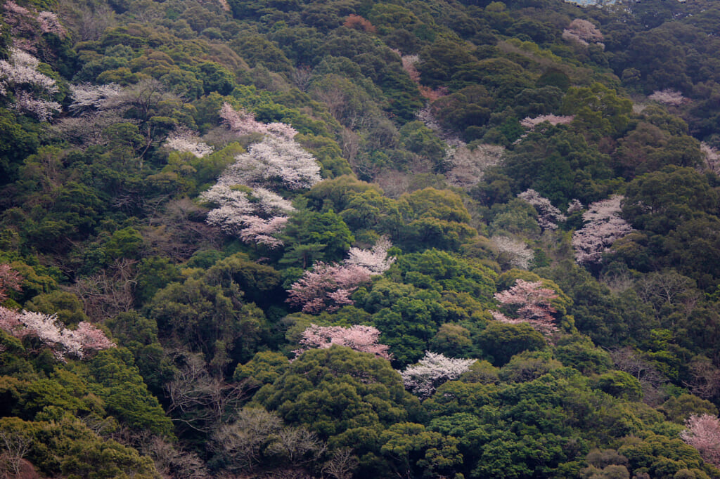 Forêt japonaise avec des cerisiers en fleur