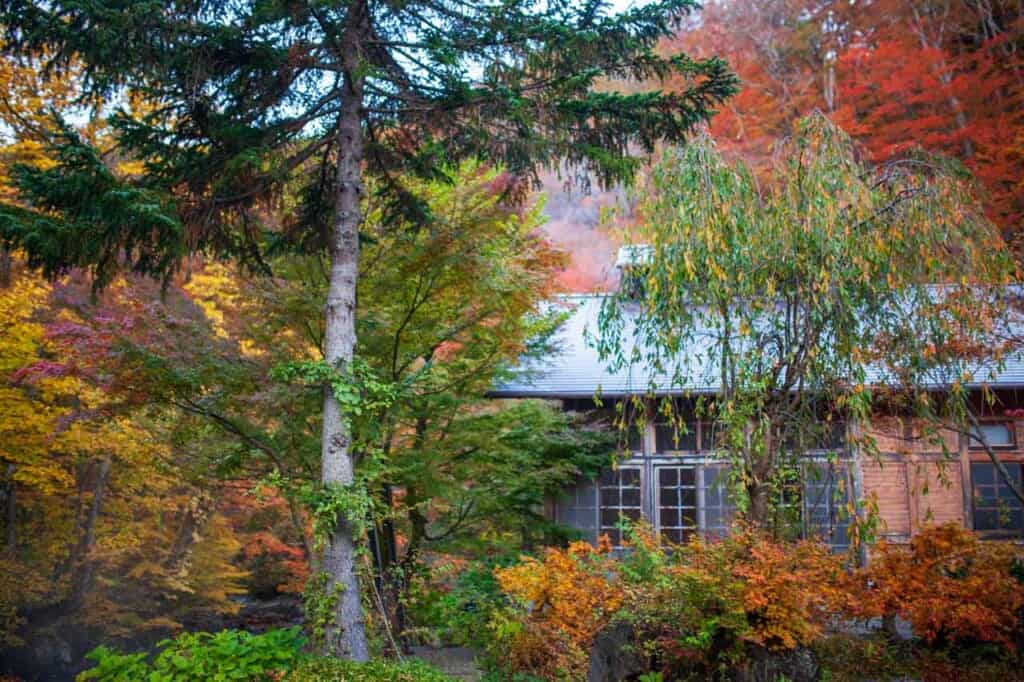 arbres couleurs automnales