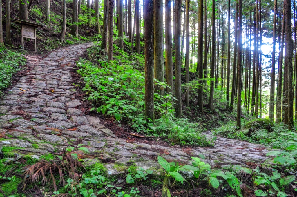 sentier pavé à travers la forêt