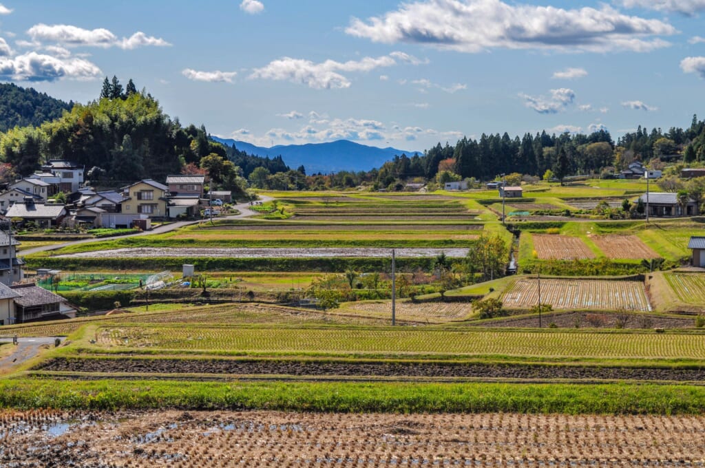 Magome et ses champs de riz