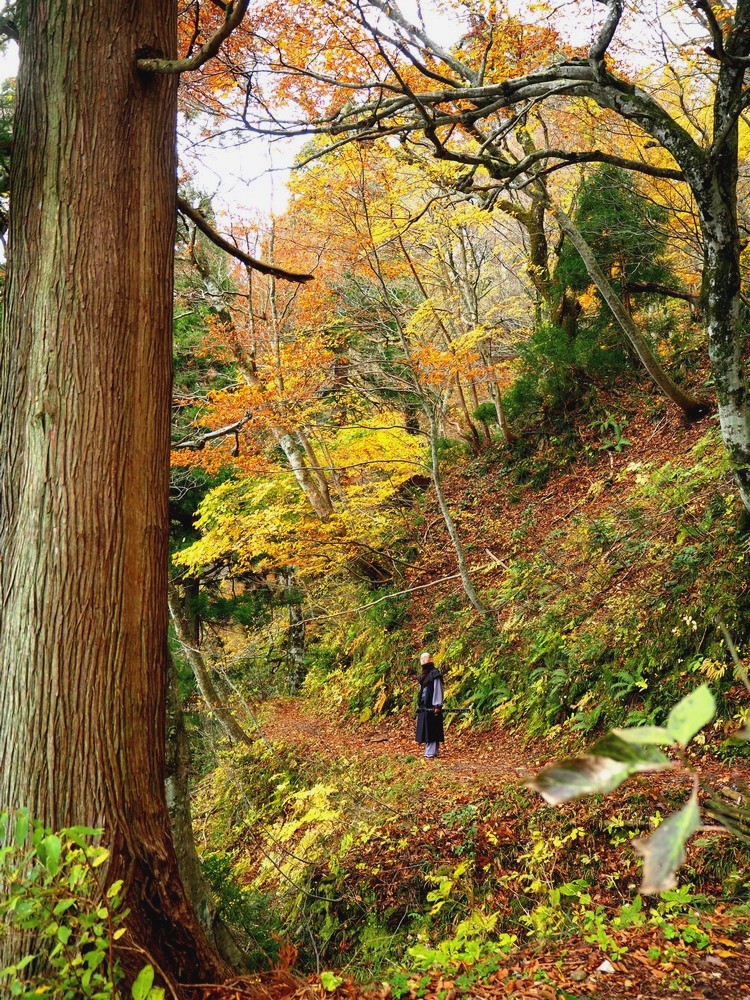 chemin de montagne en foret au Japon