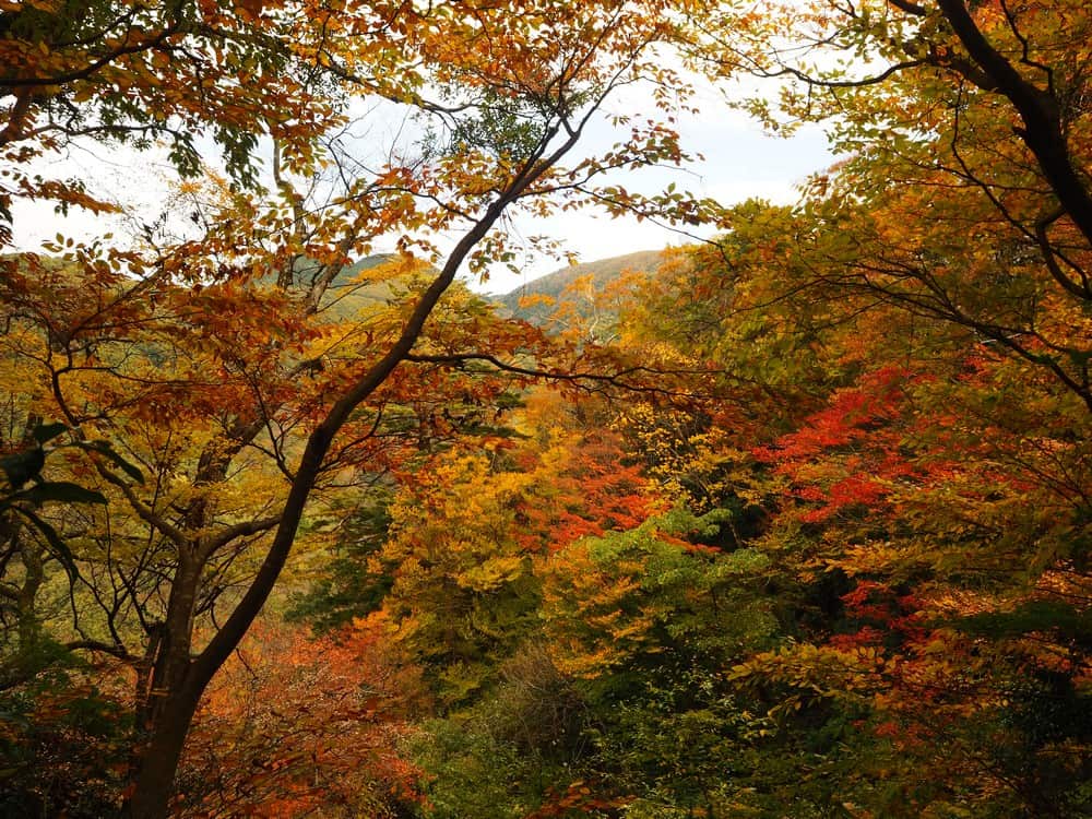 de magnifiques momiji au Japon dans la préfecture de Tottori
