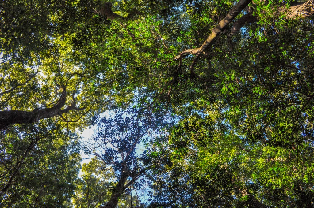 La tête dans les arbres