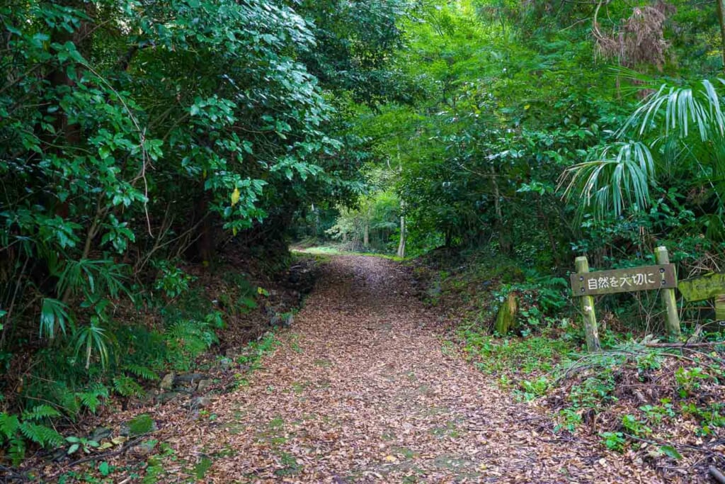 en sentier japonais s'enfonçant dans la forêt