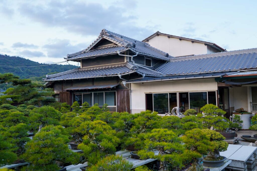 De nombreux bonsaïs disposés dans un lieu de production dédié dans la préfecture de Kagawa, au Japon