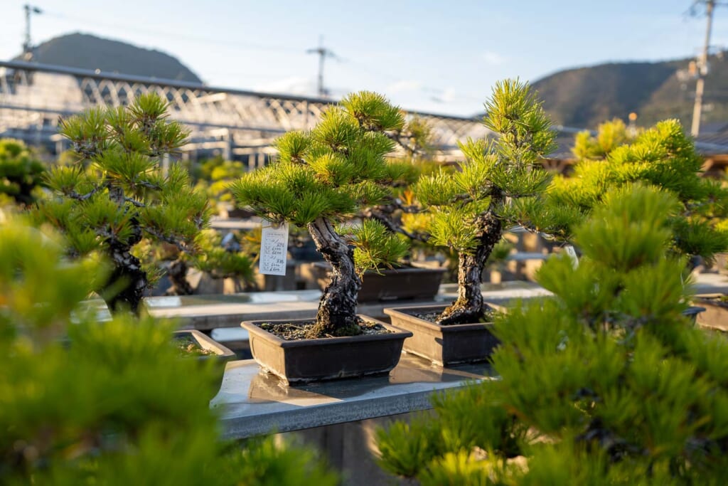 Des bonsaïs de pins en vente dans une boutique spécialisée de Kagawa, au Japon