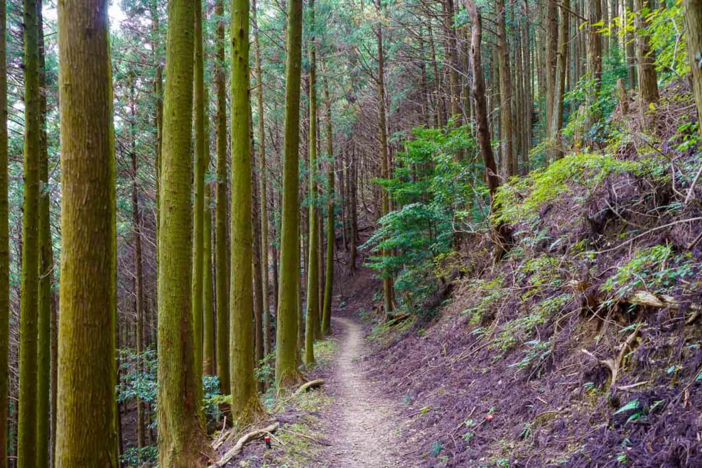 La route du Choishimichi qui mène à Koyasan