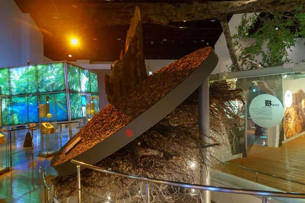 Exposition du système racinaire peu profond des racines du hêtre au Japon