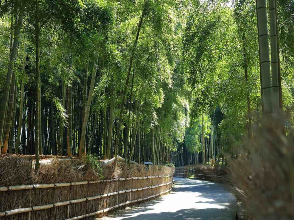 promenade de bambou à Kyoto