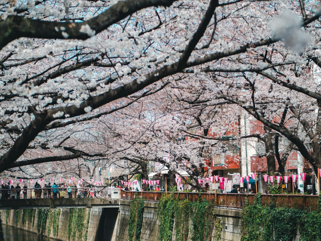 cerisiers en pleine floraison sur la rivière Meguro