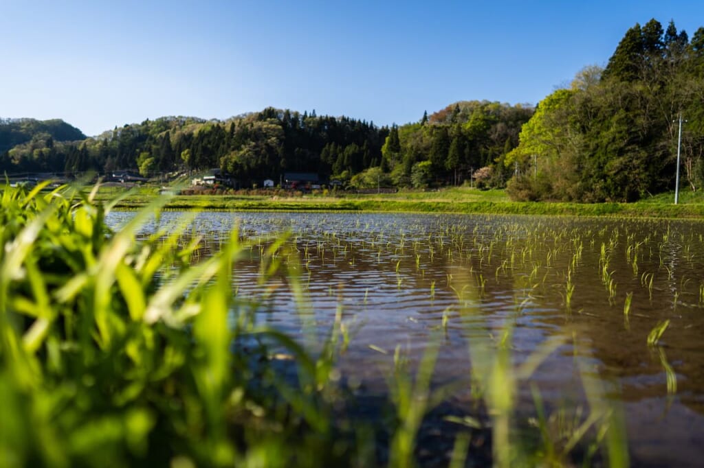 rizière irriguée en campagne