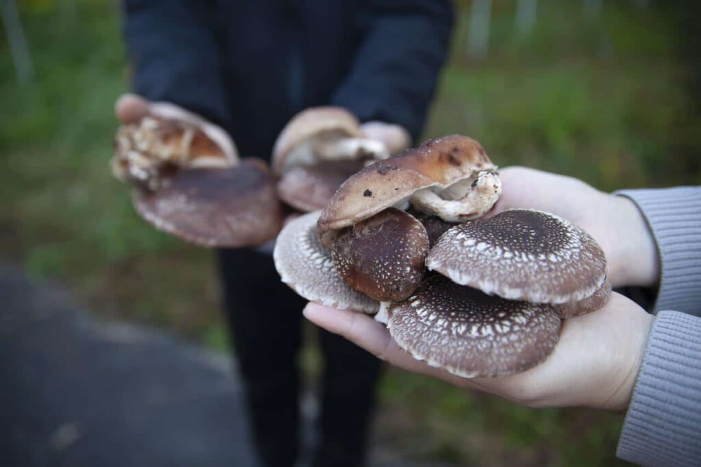 champignons shiitaké dans la ferme Oumi no Sato à Okayama