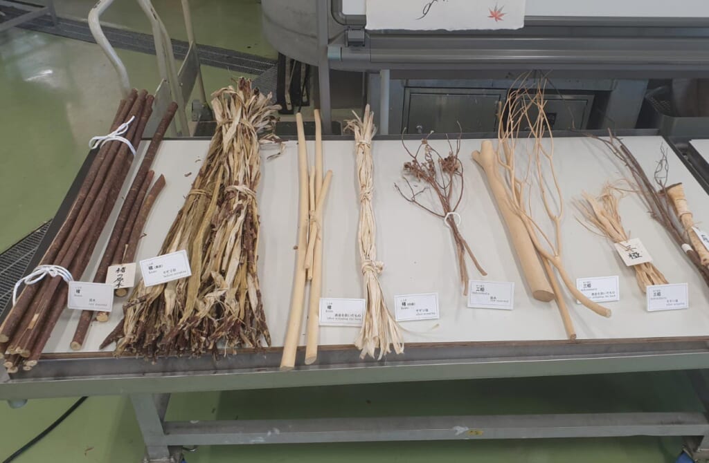 Les branches utilisées pour la production du papier japonais washi