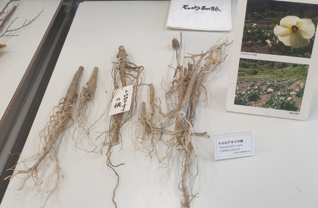 Des racines qui entrent dans la composition de la pate à papier du washi japonais