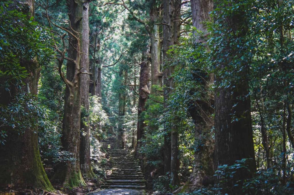 Escaliers de pierre entre les cèdres sur le chemin de Kumano Kodo