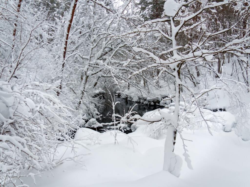Un petit étang entouré d'arbres enneigés dans le parc de Bandai-Asahi
