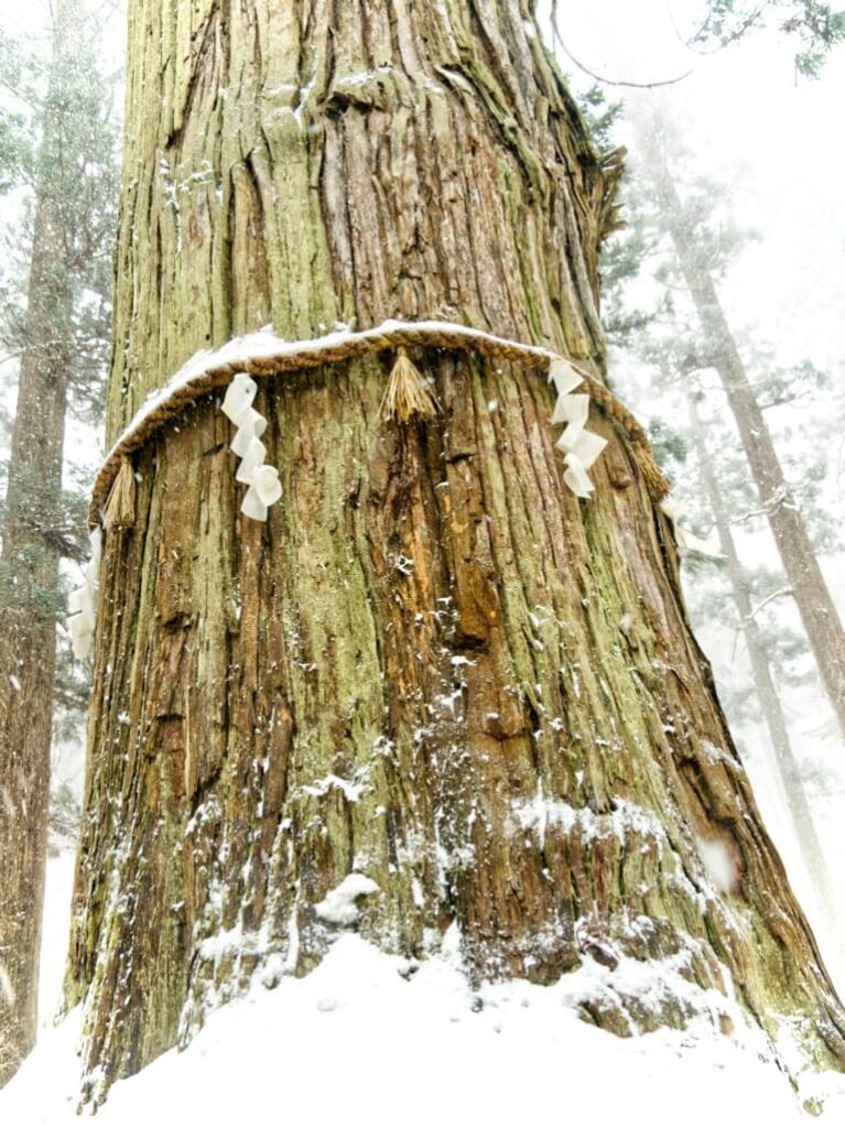 Un cèdre vieux de mille ans au Japon sur le mont Haguro