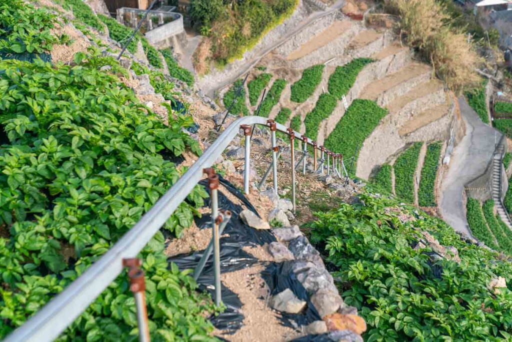 Un rail traversant des champs en terrasse au Japon