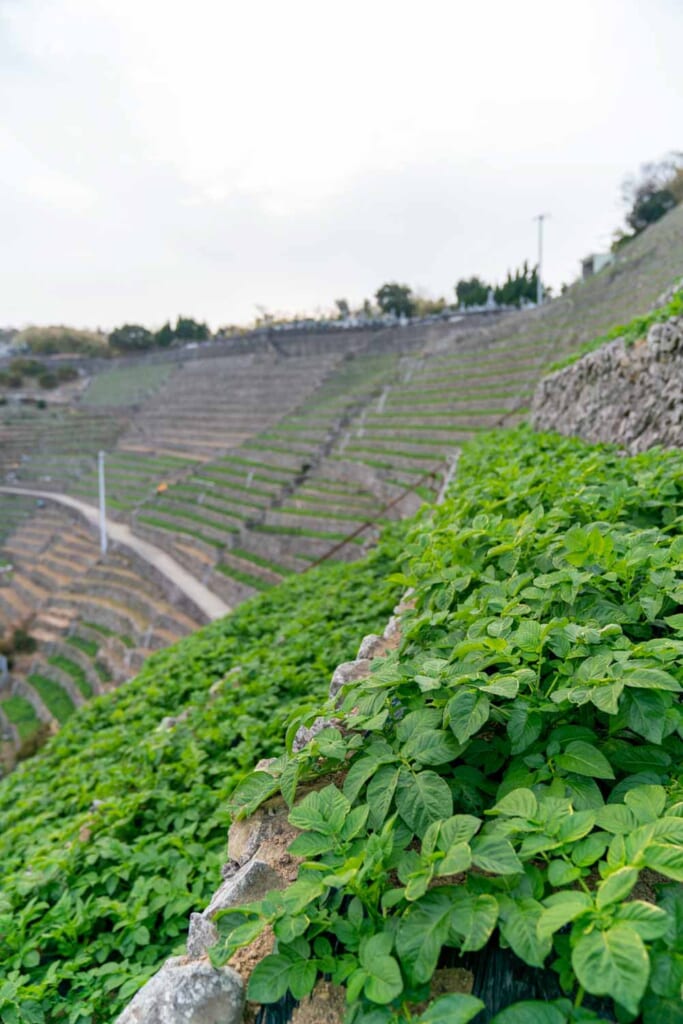 Des champs aménagés en terrasses sur des pentes raides à Shikoku