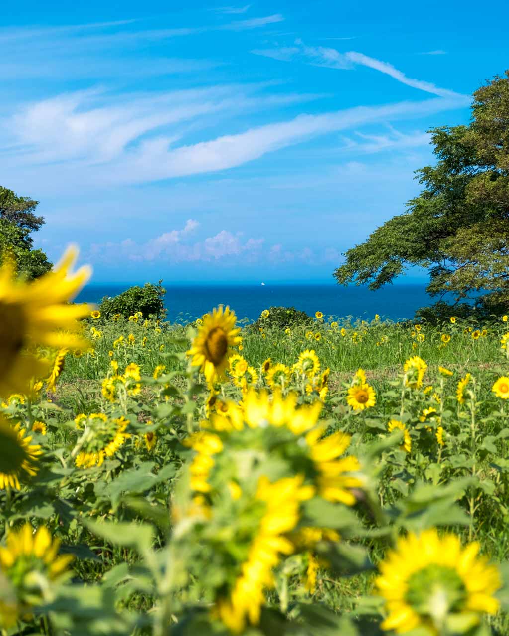 Les champs de tournesols de Nagasakibana, une avalanche de couleurs