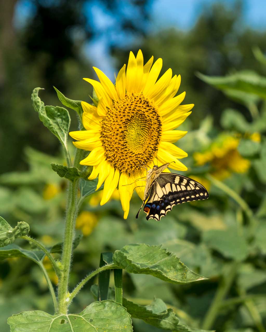 Nagasakibana, sa faune et sa flore