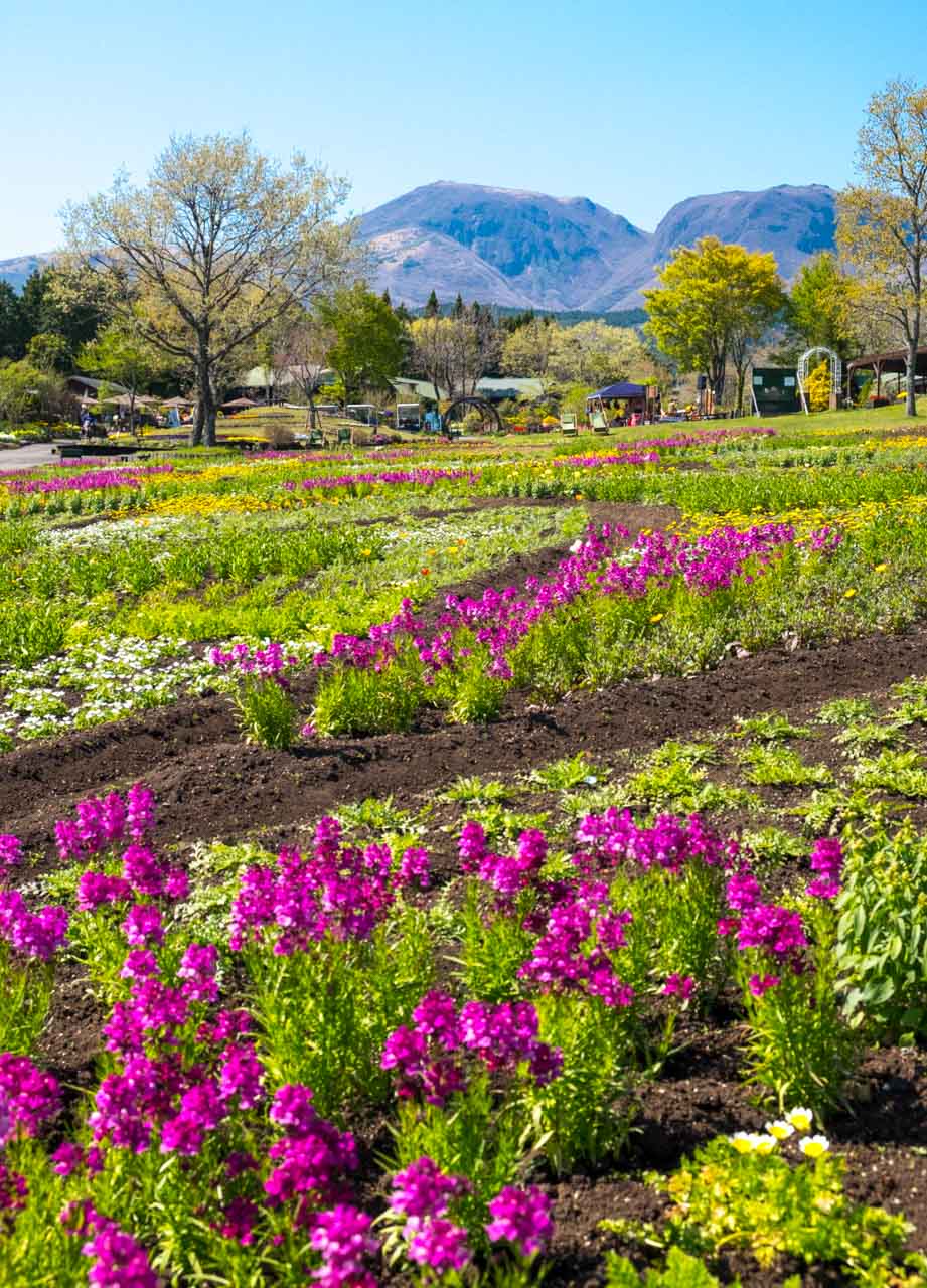 Champ printanier (春彩の畑, lit. champ de fleurs alpines) avec vue sur le plateau de Kuju.