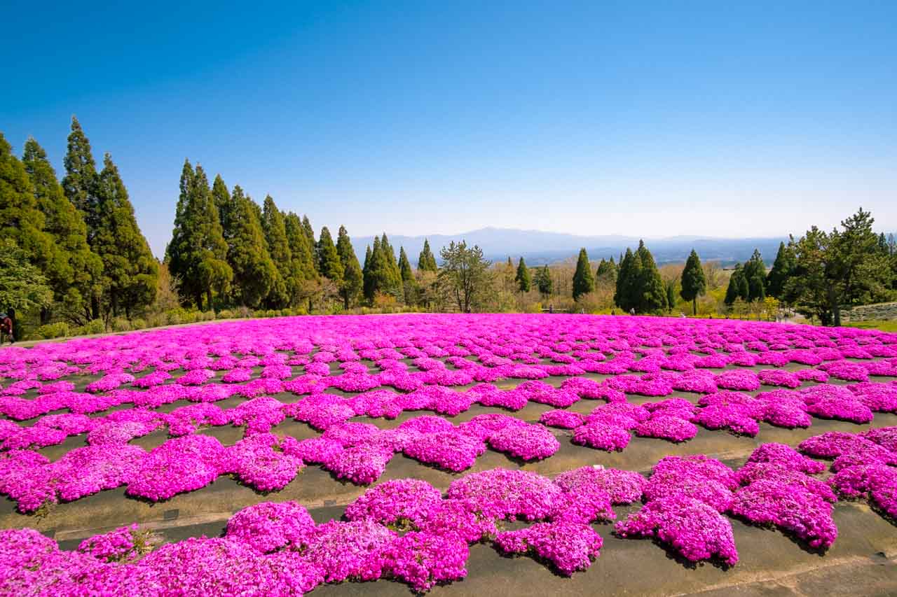 phlox mousse rose du parc floral de Kuju