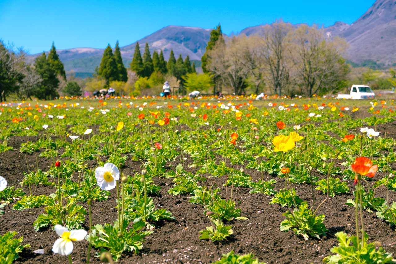 Coquelicots du parc floral de Kuju