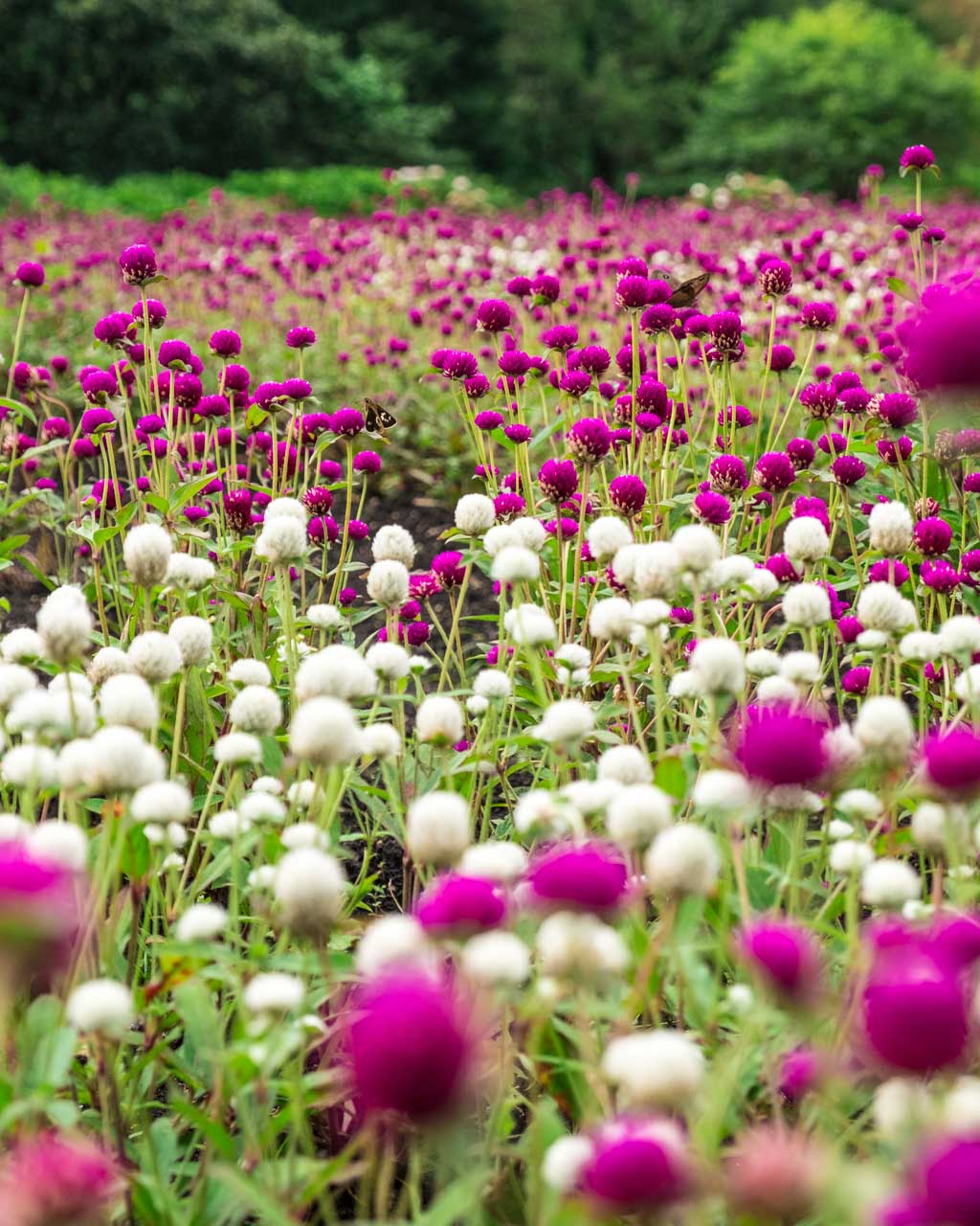Cosmos roses et blancs